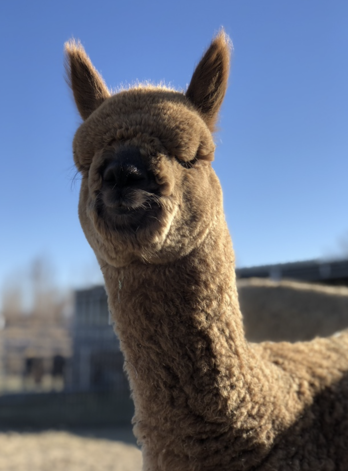 Dutch Auction Animal
