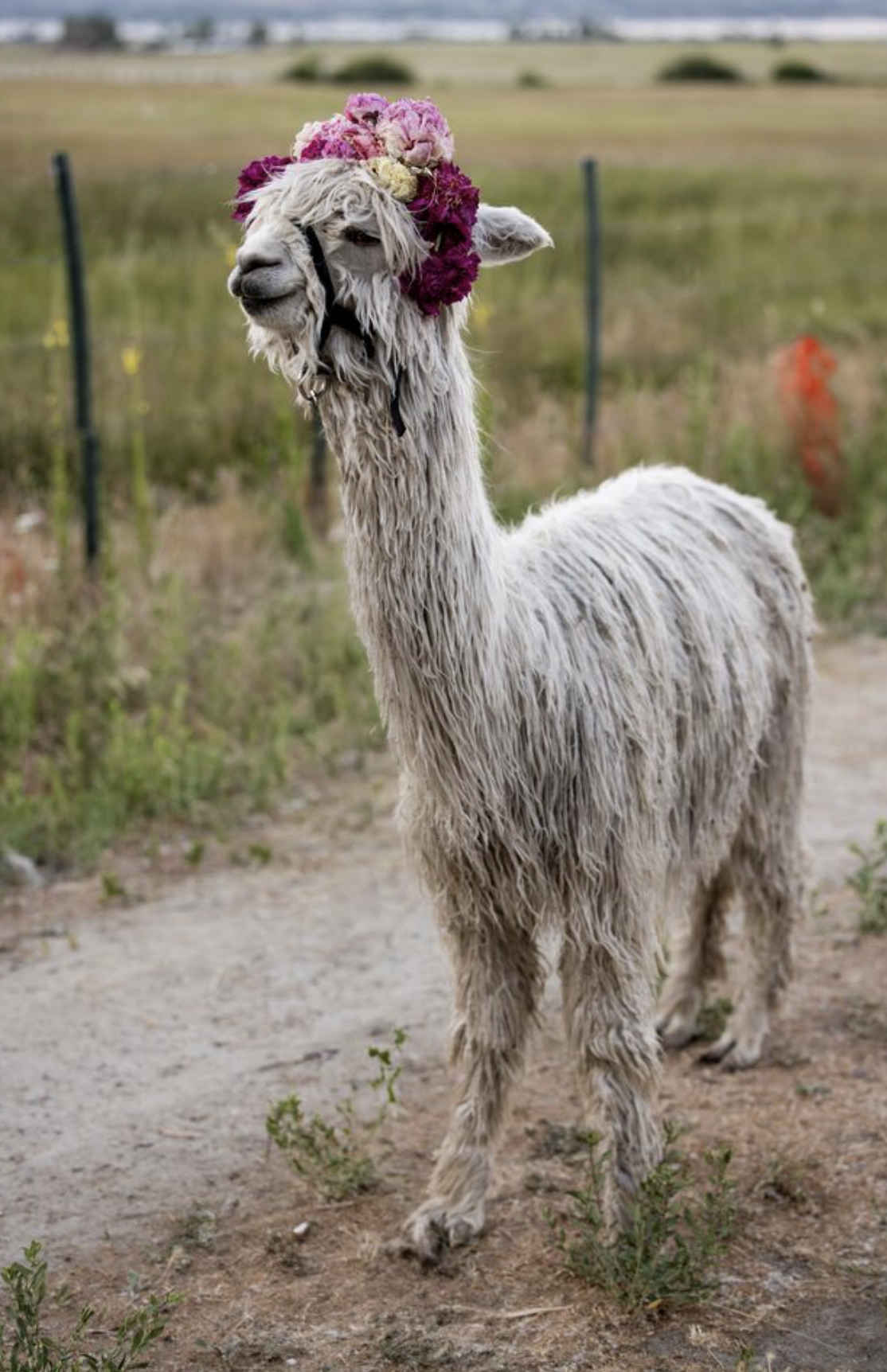 Dutch Auction Animal