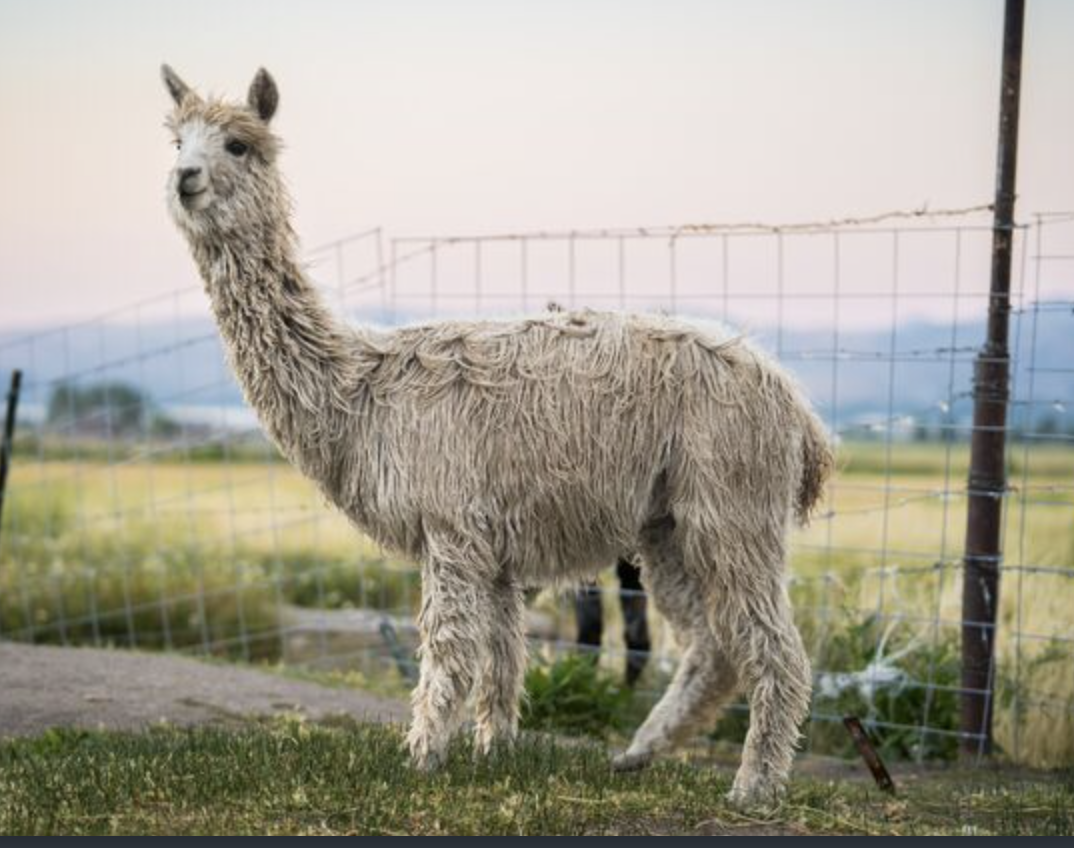 Dutch Auction Animal