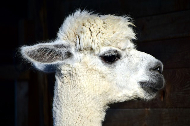 Alpacas