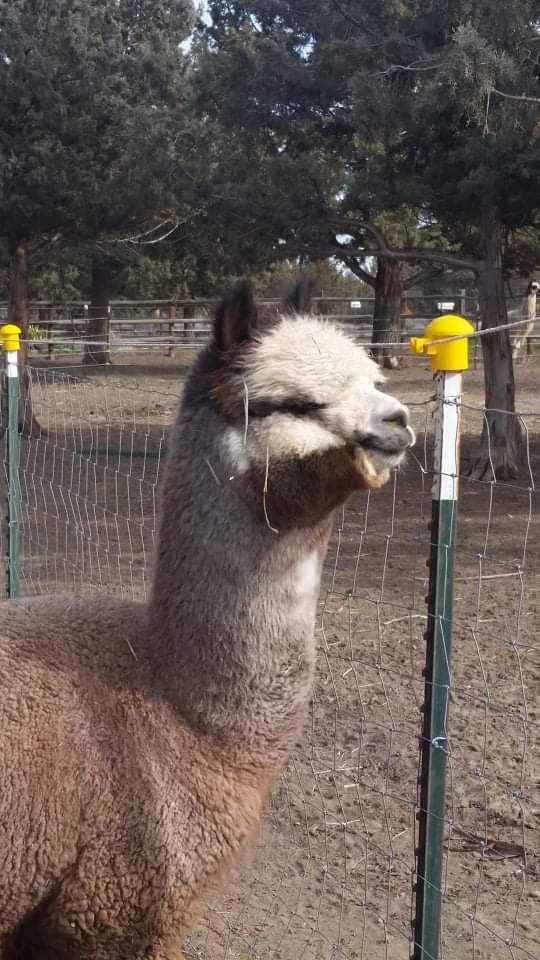 Auction Animal Image